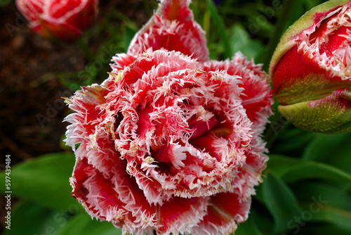 Closeup of a red blossom of a tulip