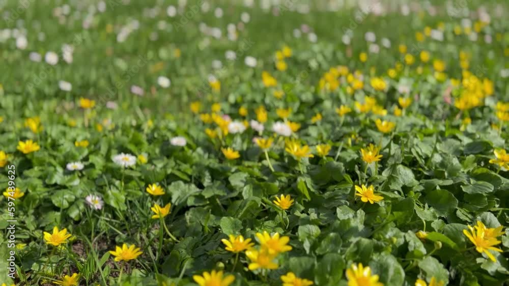 a living field buttercup spring yellow spring primrose in its green leaves a living field buttercup spring yellow spring primrose in its green leaves