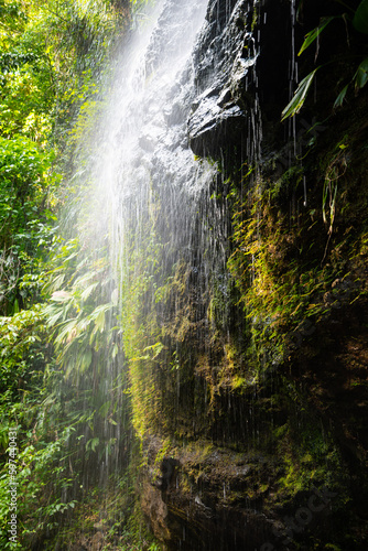 Cascade of Couleuvre river in tropical rain forest in Martinique  France  near Le Pr  cheur and Mount Pel  e. Highest waterfall of the island with splashing water and lush vegetation backlit by sunlight