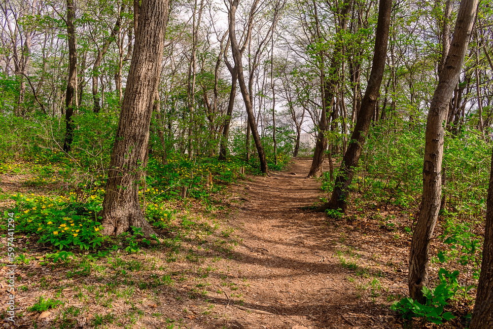 Fototapeta premium Path among yellow flowers in the forest. Chylomecon. Endemic of the Far East. It occurs wild in East Asia: in the far east of Russia; in Korea, northeast China, and the Japanese islands.