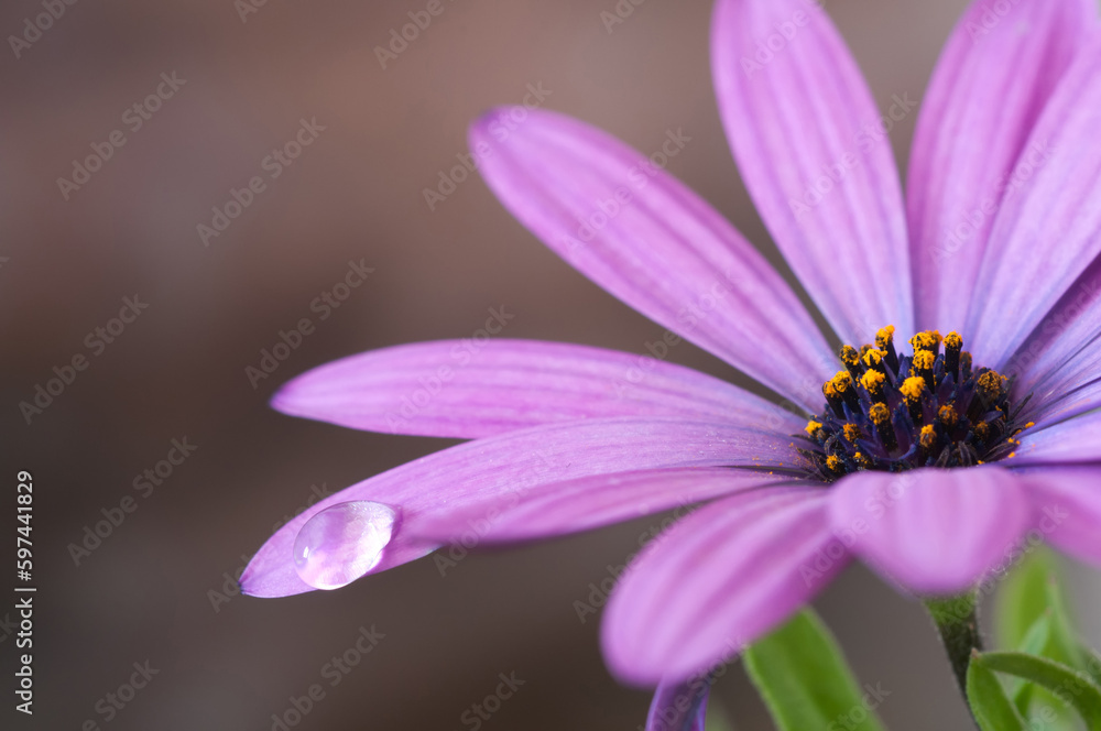 Dancing on Petals: The Beauty and Delicacy of a Perfectly Balanced Droplet Dancing on Petals: The Beauty and Delicacy of a Perfectly Balanced Droplet