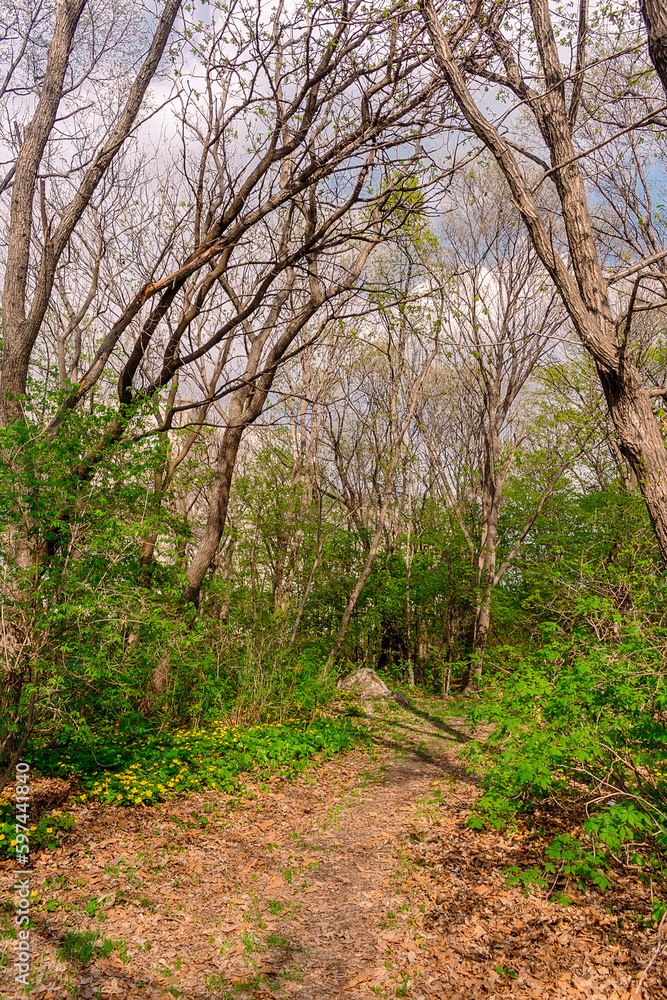 Path among yellow flowers in the forest. Chylomecon. Endemic of the Far East. It occurs wild in East Asia: in the far east of Russia; in Korea, northeast China, and the Japanese islands. Path among yellow flowers in the forest. Chylomecon. Endemic of the Far East. It occurs wild in East Asia: in the far east of Russia; in Korea, northeast China, and the Japanese islands.