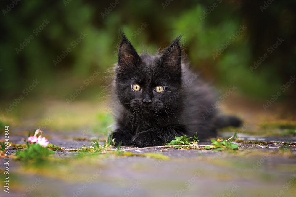 black maine coon kitten lying down outdoors in summer