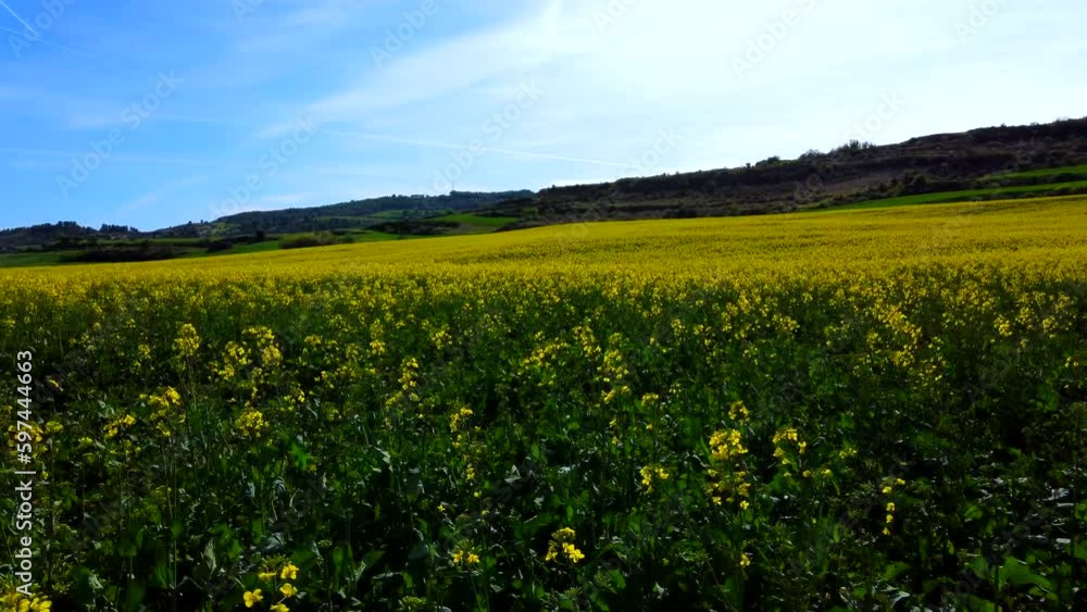 Aerial view of yellow flowers in a Spanish meadow. Blue sky and beautiful spring Aerial view of yellow flowers in a Spanish meadow. Blue sky and beautiful spring