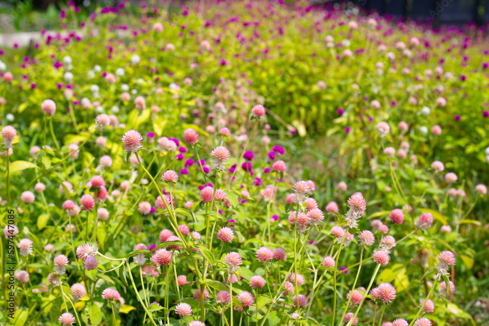 Globe amaranth or bachelor button flower Globe amaranth or bachelor button flower