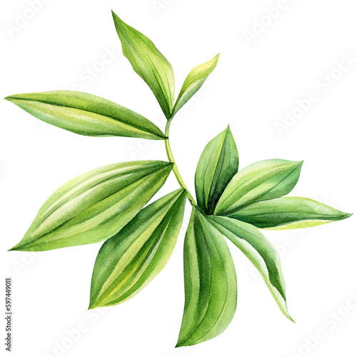 Tropical leaves on white background, Image green leaves, aesthetic palm leaf watercolor painting, costaceae afer photo