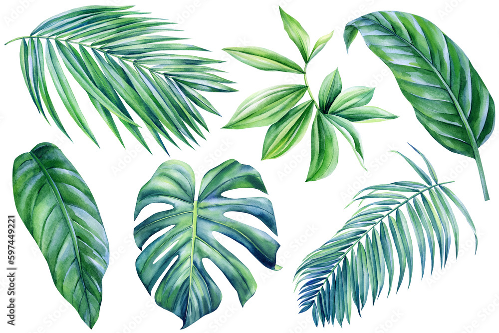 Tropical leaf, set green jungle leaves on white background, watercolor illustration, flora design. Green plant