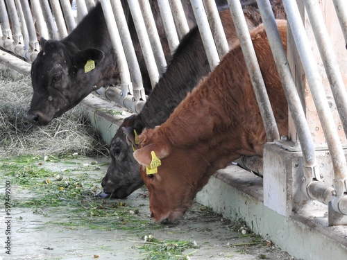 a lovestory between a bull and a cow - his kids photo