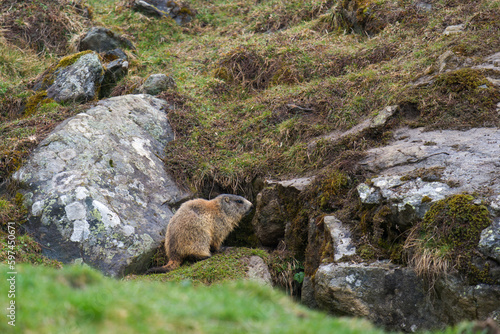 a marmot to his cave on the mountains at a rainy spring morning after hibernation