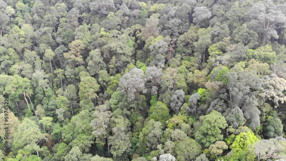 Evergreen Bird eye view of tropical trees in Selangor Malaysia Evergreen Bird eye view of tropical trees in Selangor Malaysia