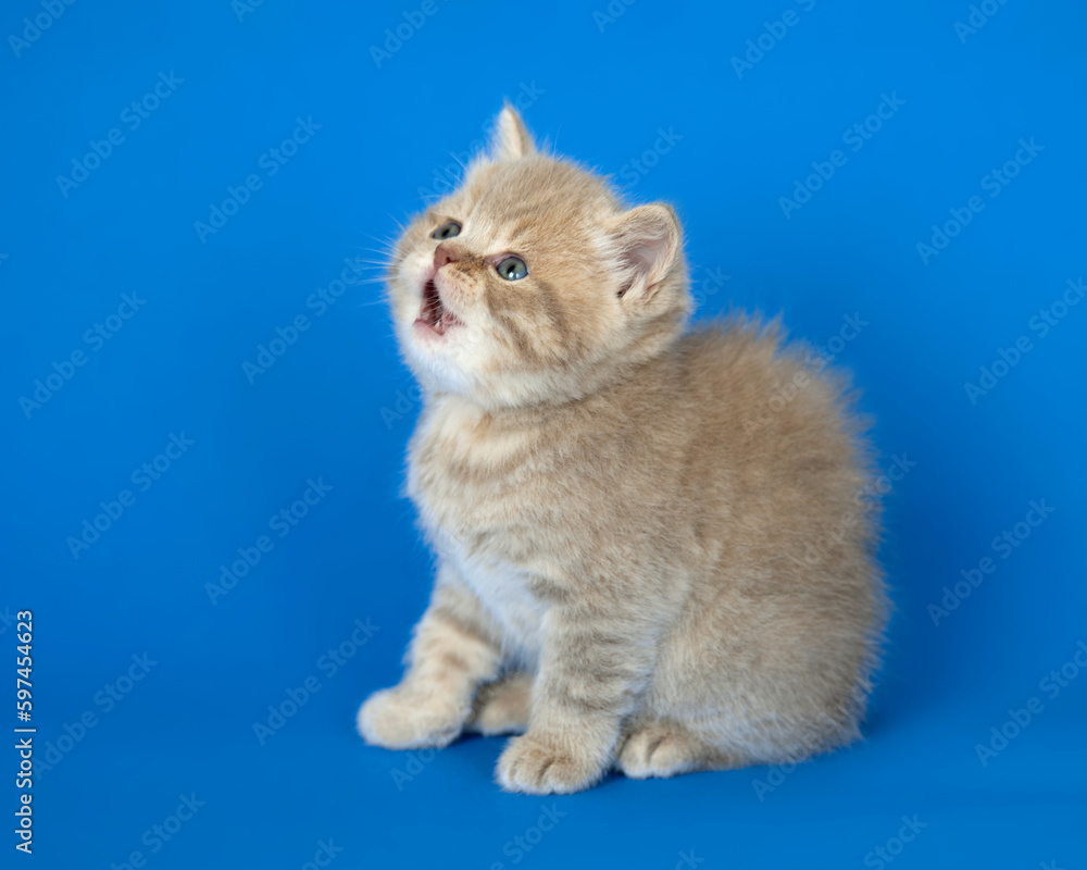 kitten on blue background