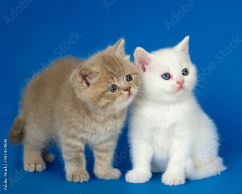  kitten on blue background,