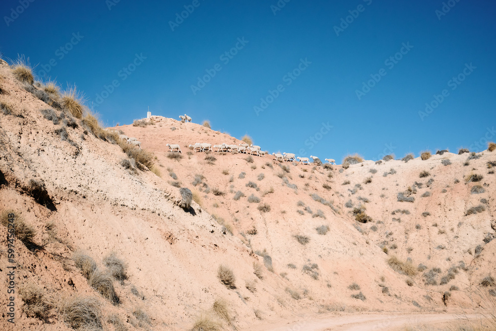 A group of wild sheep looking for food in the desert of Gorafe in Granada.
