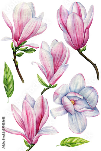 Magnolia on a white background  watercolor painting  floral elements. Spring set of beautiful flowers. 