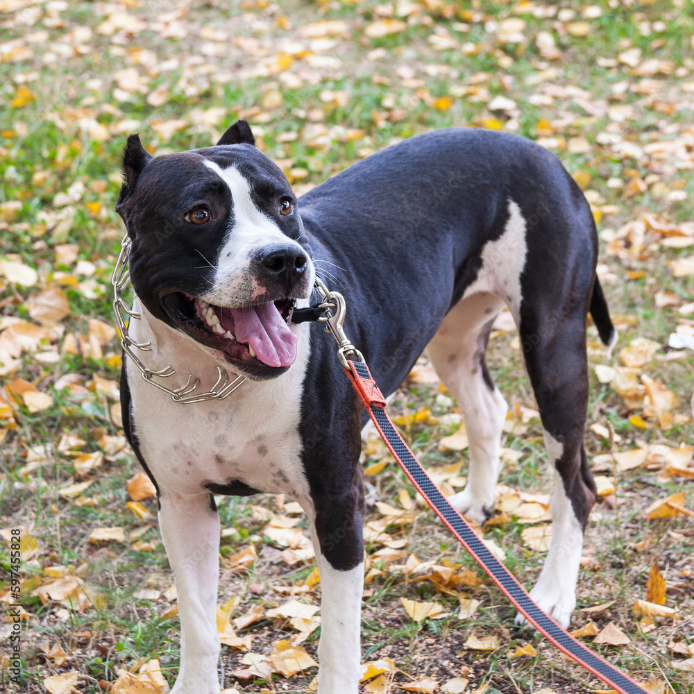 American Staffordshire terrier on a leash with unrecognizable owner. American Staffordshire terrier on a leash with unrecognizable owner.