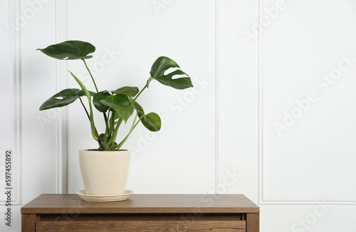 Potted monstera on wooden table near white wall, space for text. Beautiful houseplant