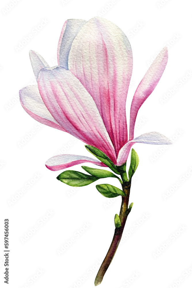 Fototapeta premium Spring beautiful flower. Magnolia on a white background, watercolor painting. Flower Hand drawing