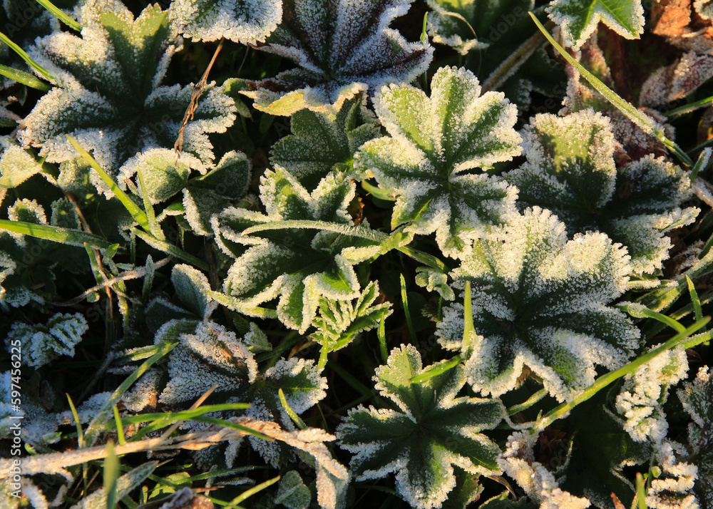 Alchemilla vulgaris on a frosty morning. Alchemilla vulgaris on a frosty morning.