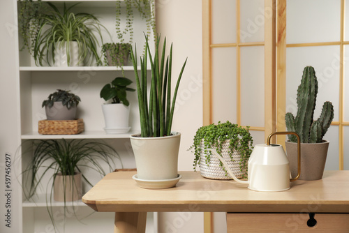 Green houseplants in pots and watering can on wooden table indoors  space for text