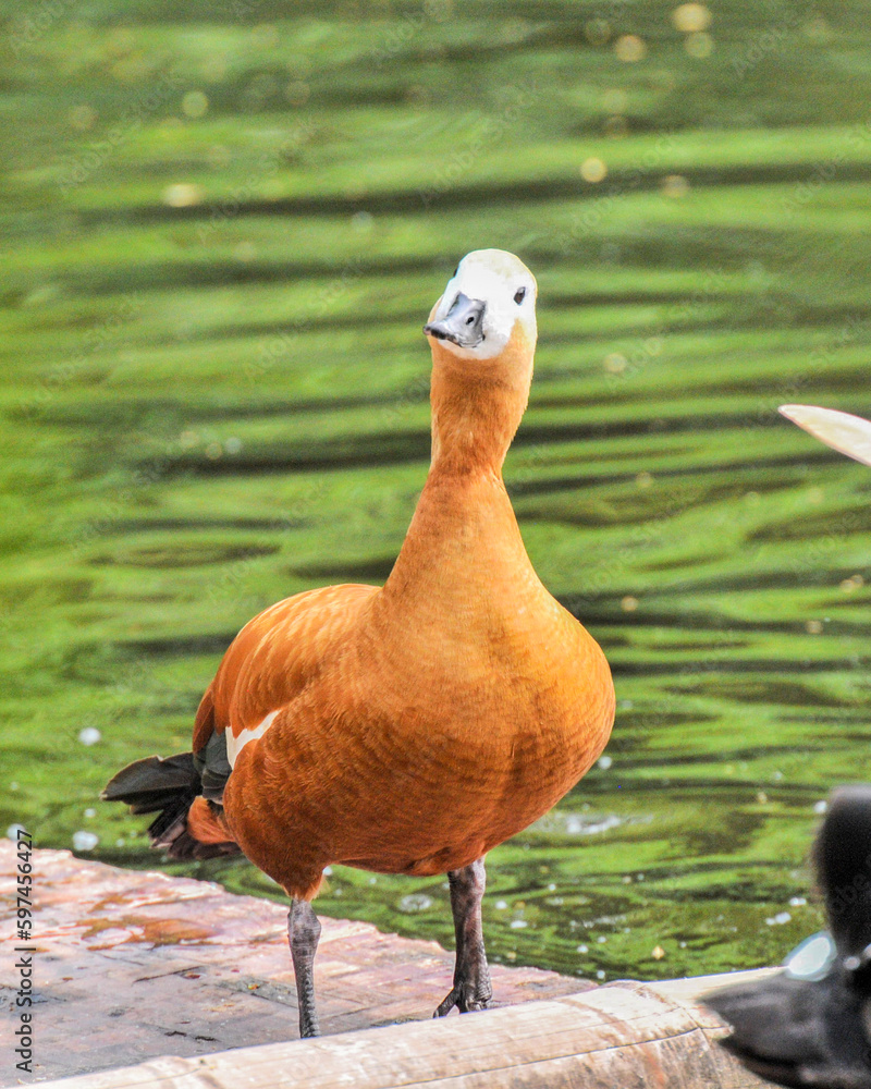 Red duck / Tadorna ferruginea in the pond, photographed at the Changsha Ecological Zoo in China. Red duck / Tadorna ferruginea in the pond, photographed at the Changsha Ecological Zoo in China.