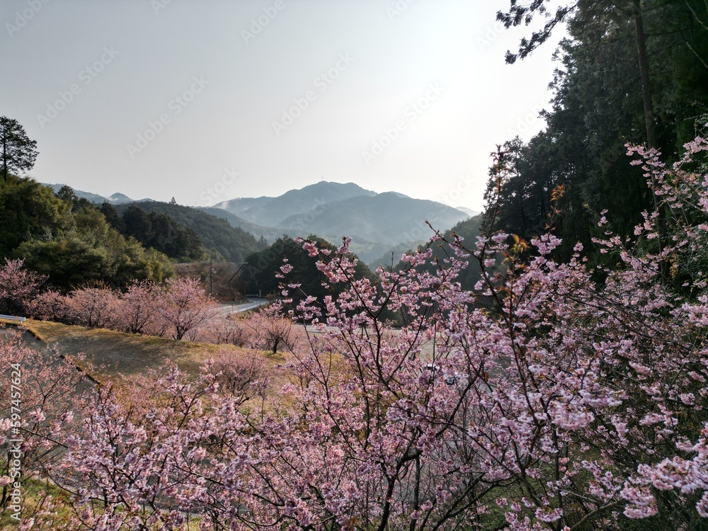 雪割桜