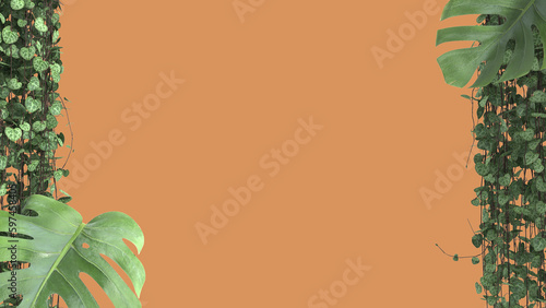 Jungle frame, biophilic concept idea. Tropical leaves isolated on orange background with copy space. Cerpegia woodii and monstera deliciosa plants photo