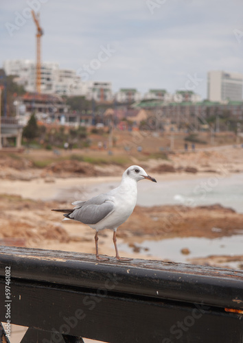 Grey-headed Gull stands on pier hand rail with Port Elizabeth buildings under construction in background