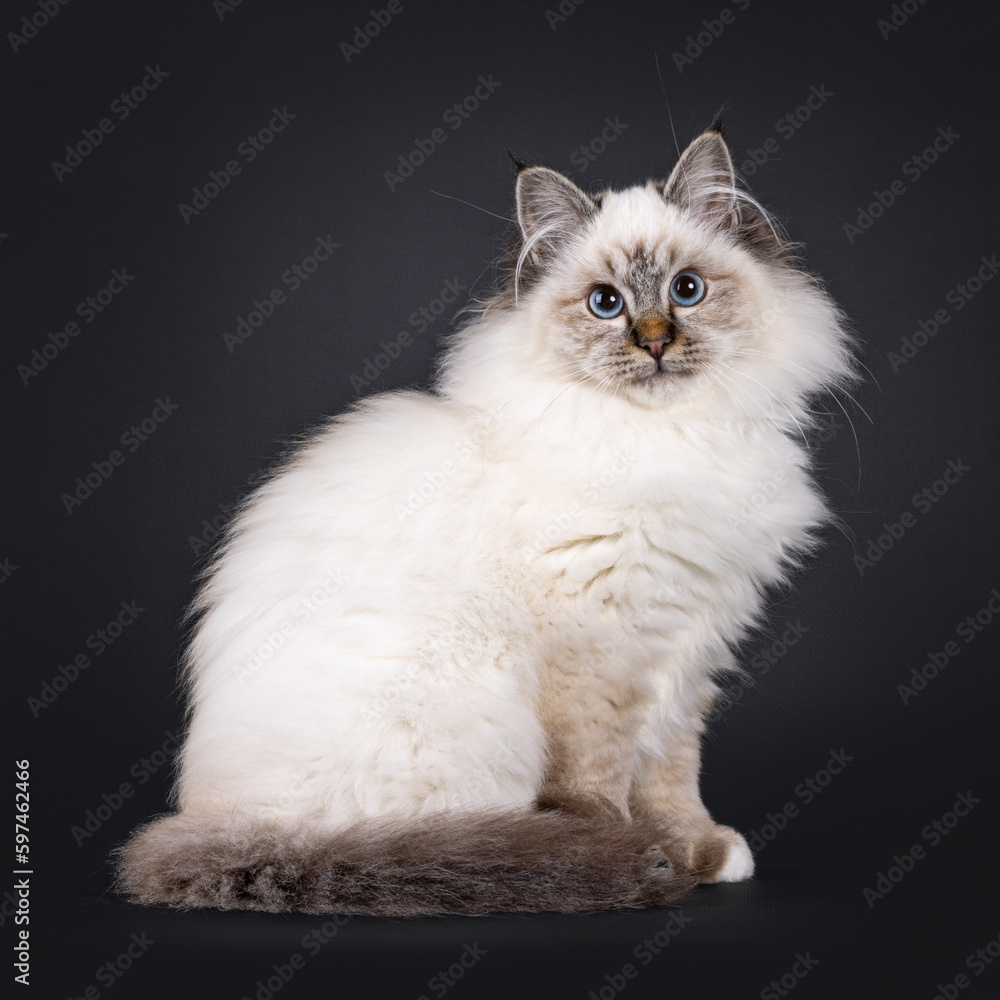 Super cute tabby point fluffy Sacred Birman cat kitten, sitting side ways. Looking towards camera with adorable face and mesmerizing blue eyes. Isolated on a black backgroud.