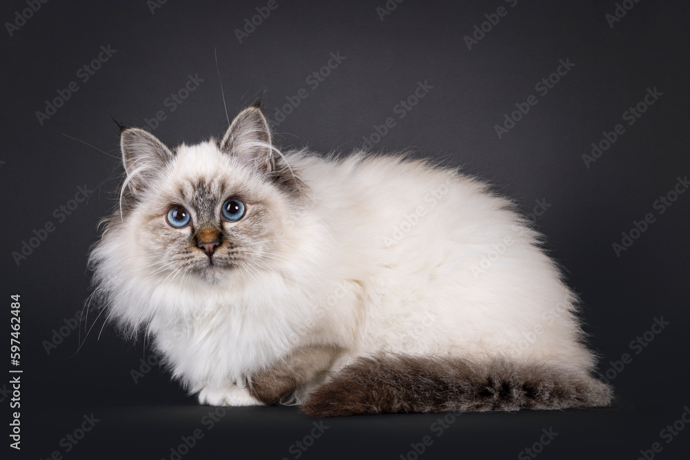 Super cute tabby point fluffy Sacred Birman cat kitten, laying down side ways. Looking towards camera with adorable face and mesmerizing blue eyes. Isolated on a black backgroud.