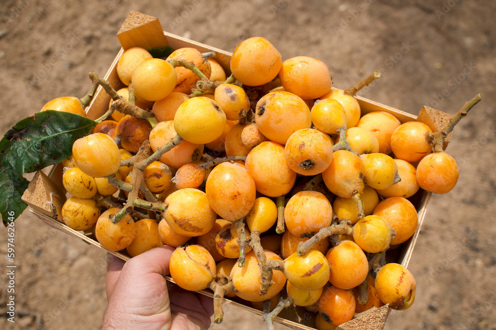 Box of freshly picked organic loquat Box of freshly picked organic loquat
