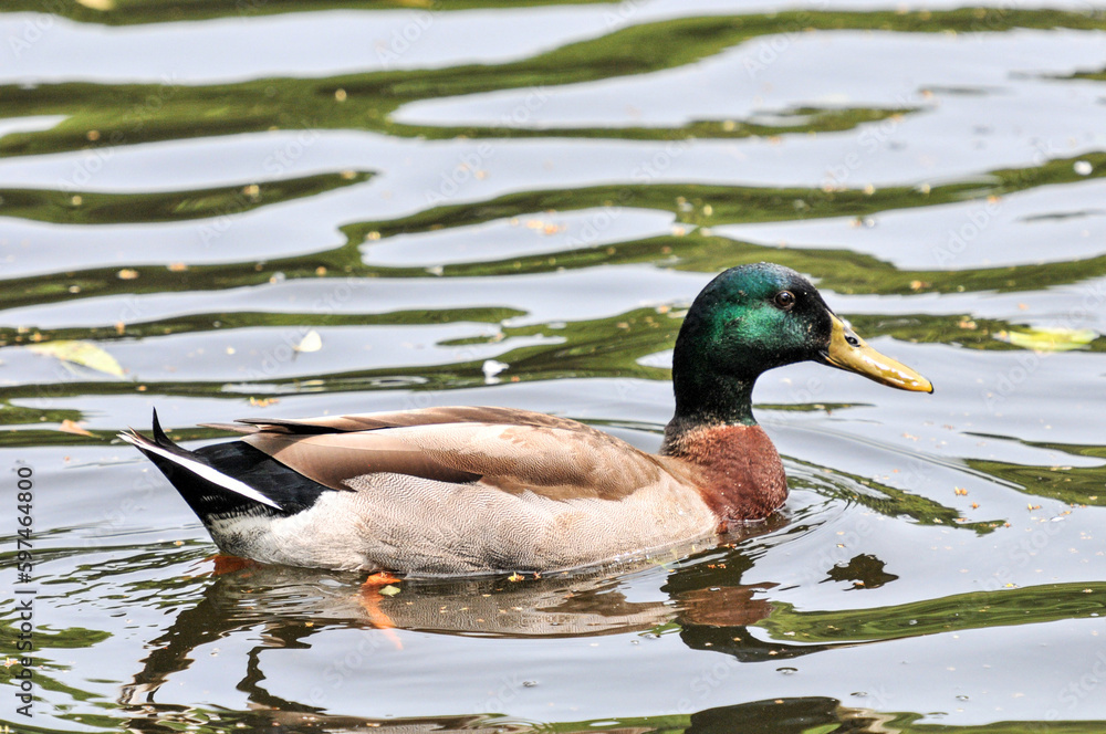 The purple headed wild duck in the pond was photographed at the Changsha Ecological Zoo in China. The purple headed wild duck in the pond was photographed at the Changsha Ecological Zoo in China.