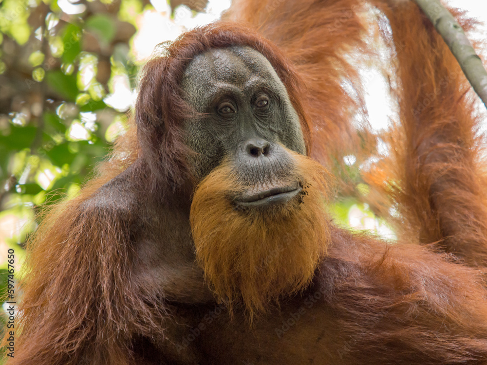 Fototapeta premium Portrait of bearded male Orangutan in the trees of Gunung Leuser Nationalpark, Bukit Lawang, Sumatra, Indonesia 