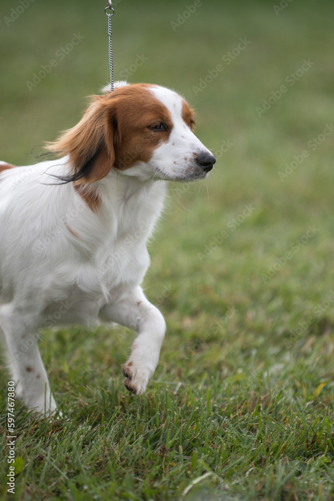 Nederlandse Kooikerhondje dog competing in a conformation event at a dog show in New York Nederlandse Kooikerhondje dog competing in a conformation event at a dog show in New York