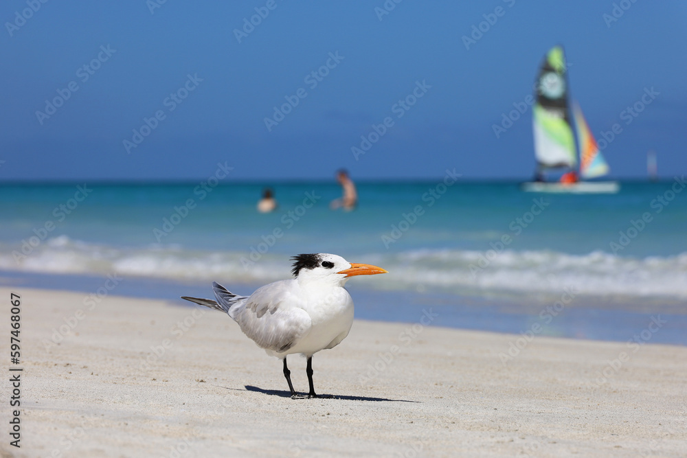 Fototapeta premium Seagull standing on a sand on sea waves and sailboat background. Vacation on sunny coast
