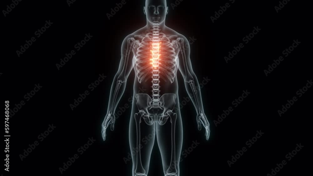 3D Rendering of a Medical Animation of the Spine ,Thoracic Vertebrae. X-ray of the Spine. 3D Rendering of a Medical Animation of the Spine ,Thoracic Vertebrae. X-ray of the Spine.