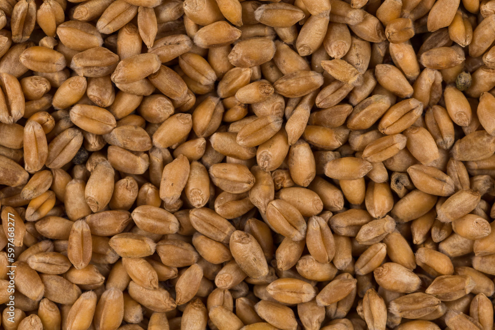 whole background of wheat grain whole background of wheat grain