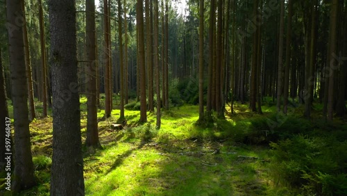 Forest is a natural resource and place for recreation. Through spruce crops. European nature.