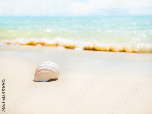 Shell Conch on Beach with Sea Background,White Sand at Coast with blur Wave Water Blue Ocean and Sunshine Day Nature Summer Space,Seashell with Seashore Landscape,Tourism Travel Holidays Concept.