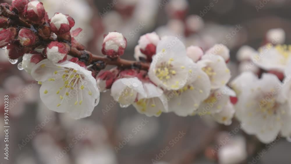 An apricot branch loaded with blossoms bobs gently as raindrops fall on and around it, dripping form the flowers on a wet spring day. An apricot branch loaded with blossoms bobs gently as raindrops fall on and around it, dripping form the flowers on a wet spring day.