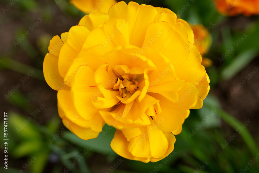 Yellow flower in the garden. yellow tulips close up Yellow flower in the garden. yellow tulips close up