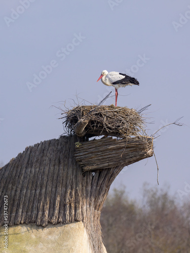 A White Stork standing in a nest on the roof of a hut