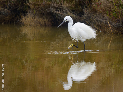 A Little Egret walking in the water looking for food