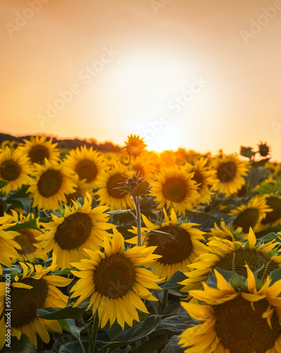 field of sunflowers at sunset, close up on flowers