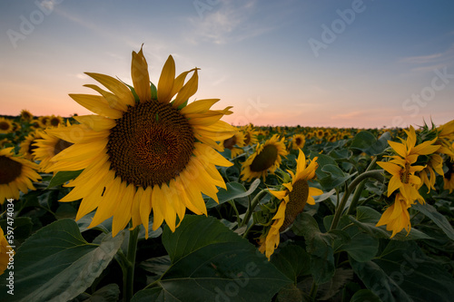 sunflower flower close-up, ripe seeds, sunset light