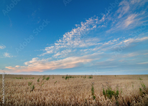 ripe ears of corn in the field and weeds, illustration of problems in agricul...