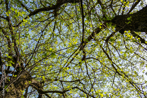 Background of trees seen from the bottom up