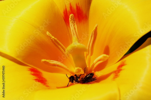 Coeur de tulipe avec son abeille couverte de pollen photo