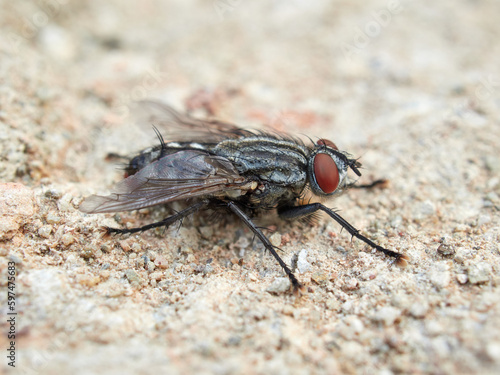 Flesh Flies and Satellite Flies. Family Sarcophagidae