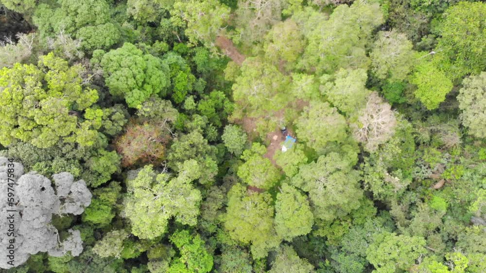 Flourishing drone view of bunches of vibrant trees rich in greenery Flourishing drone view of bunches of vibrant trees rich in greenery