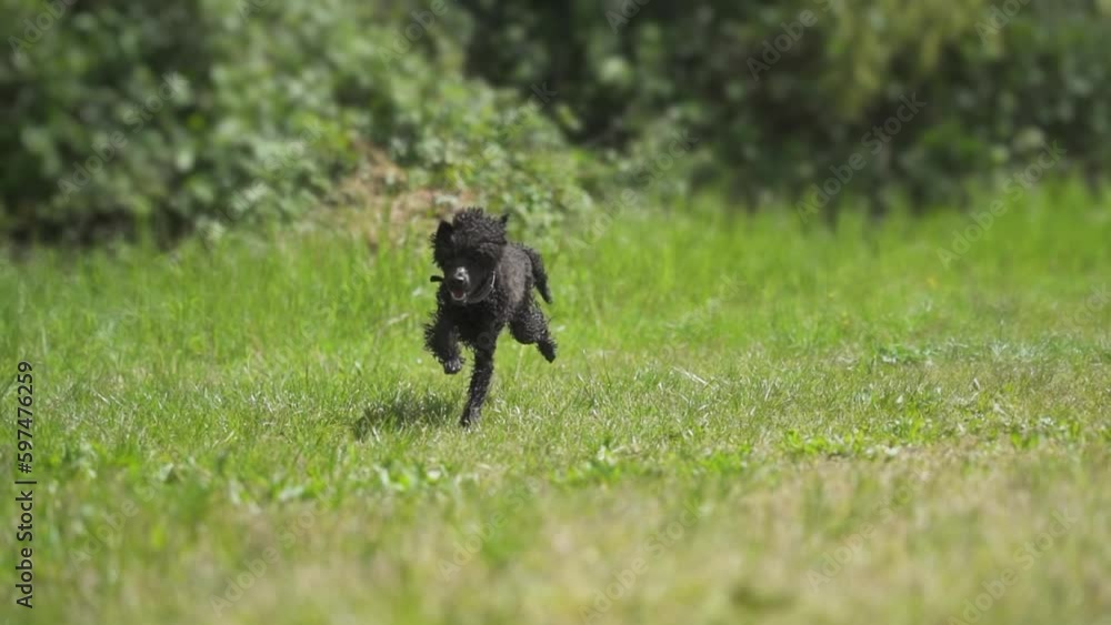 Black poodle dog runs fast in slow motion between green plants Black poodle dog runs fast in slow motion between green plants
